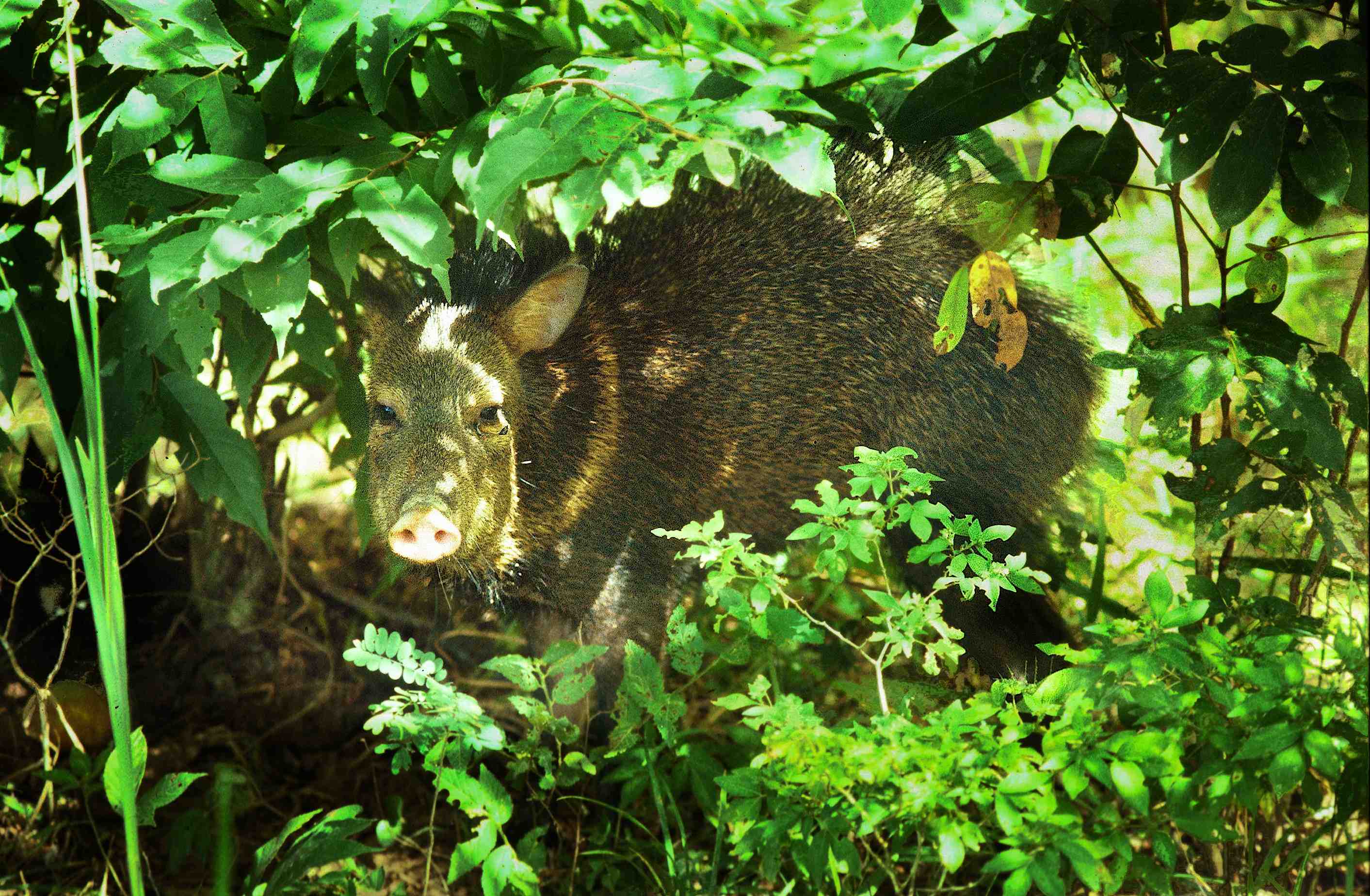 In corral behind house