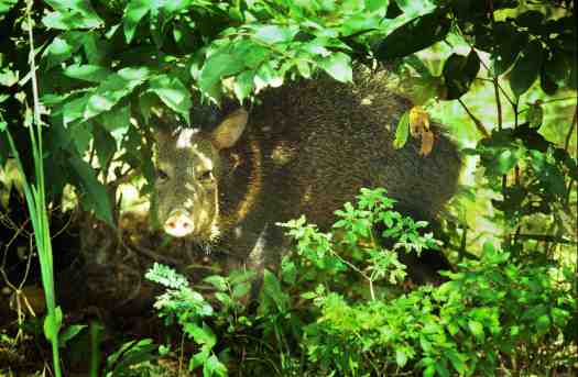 In corral behind house
