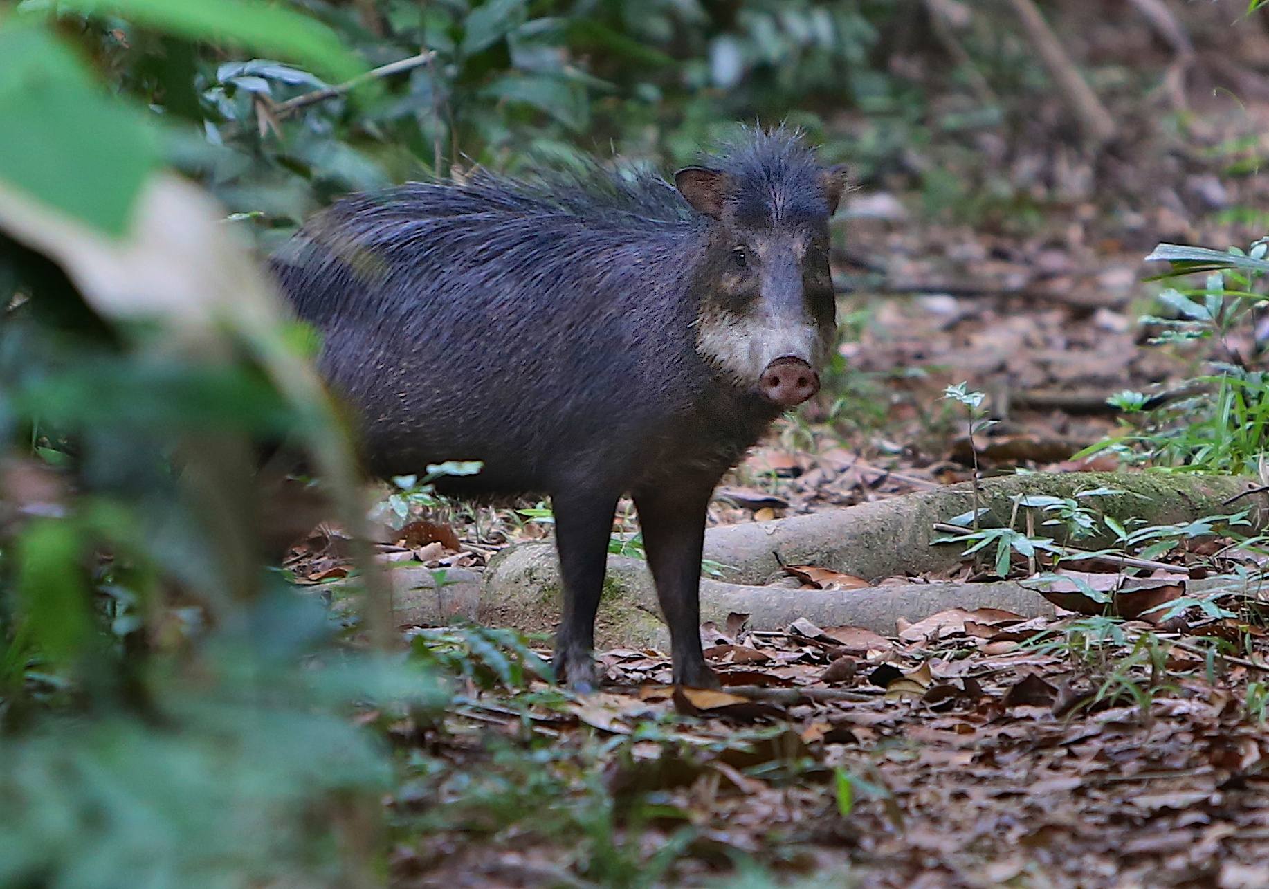 White-lipped Peccary, Amazon Brazil  114.jpg