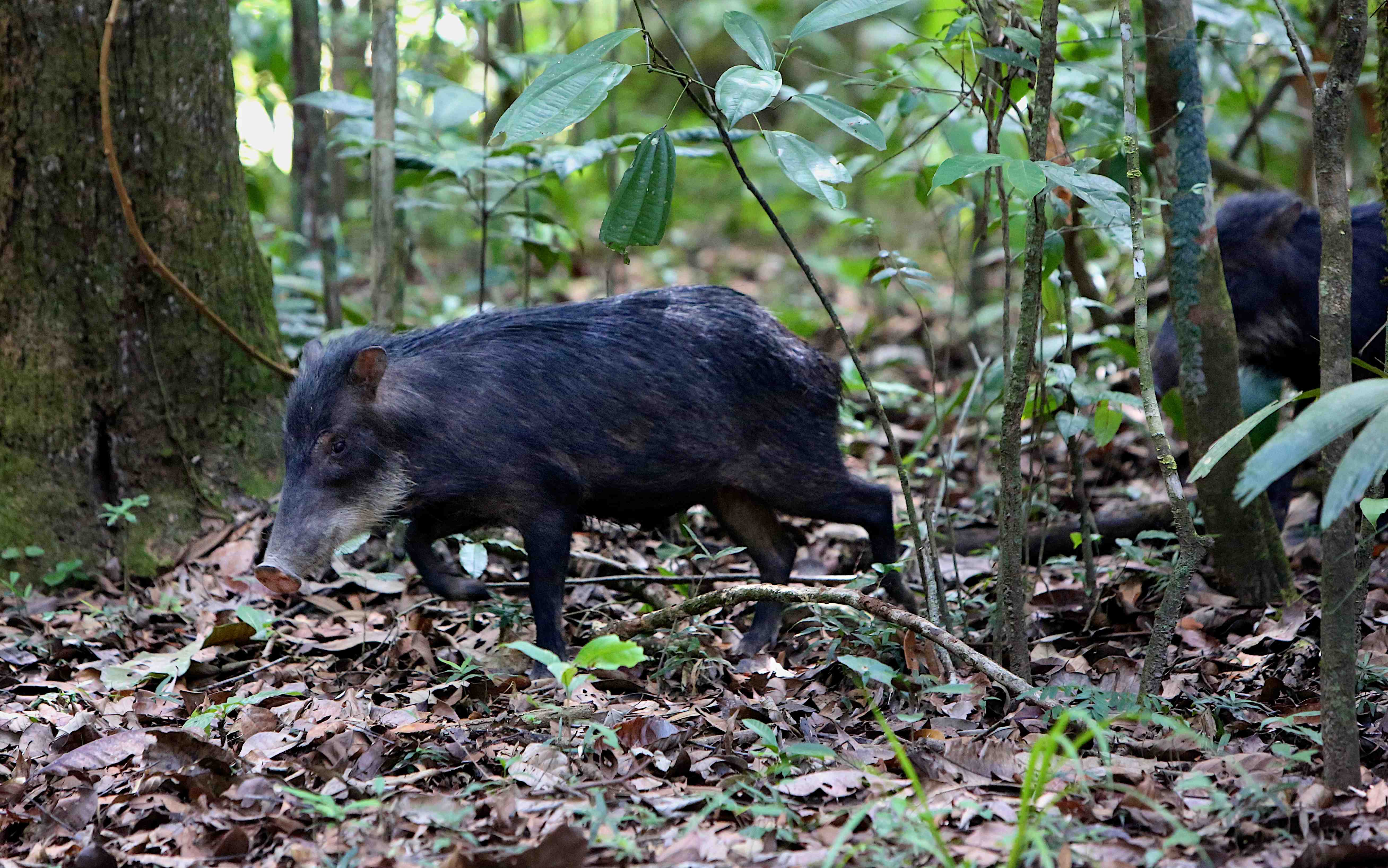 White-lipped peccary crossing Santa Rosa Trail