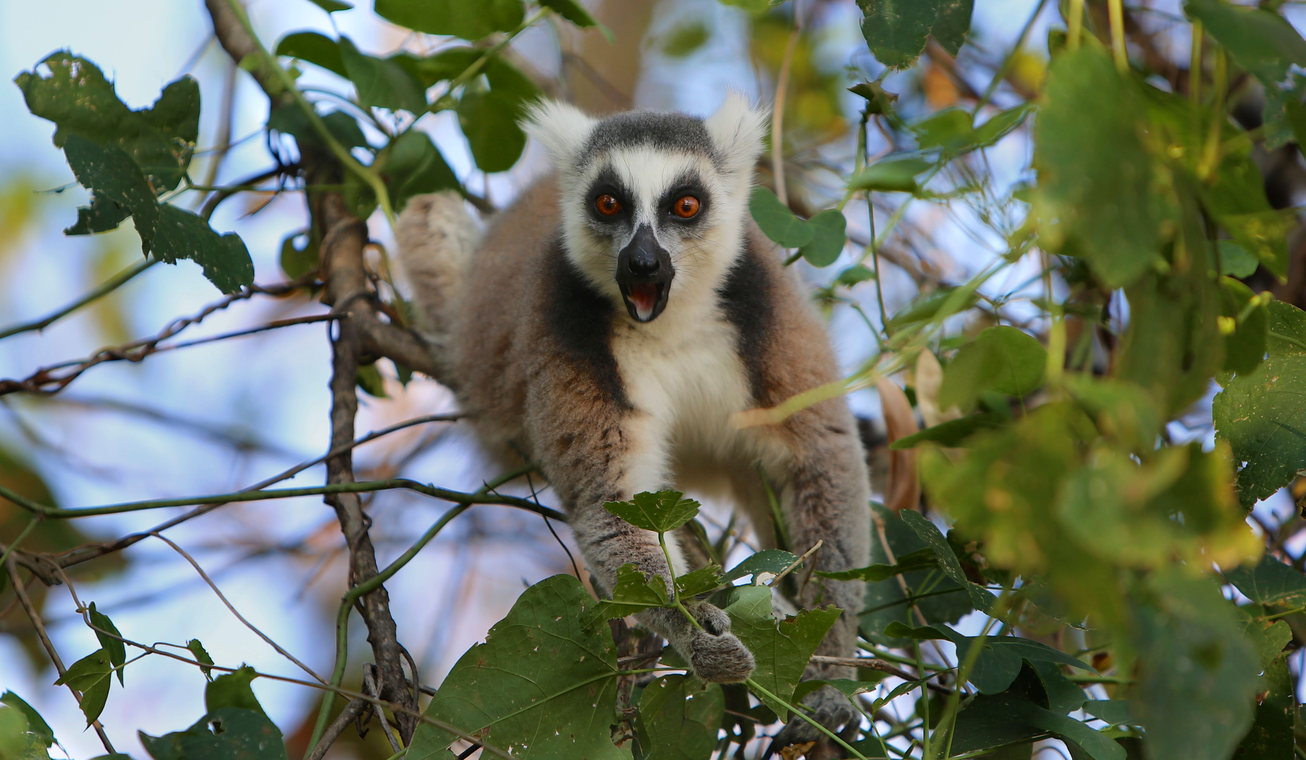 Energetic Escape/Cecile Freitas(Lemuria)